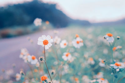 Little white flower blooming spring nature background