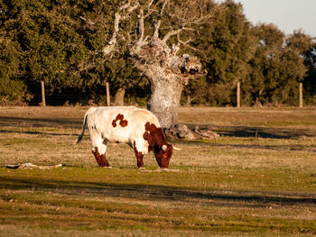 Horse grazing in a field