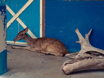 View of an animal sleeping on wood