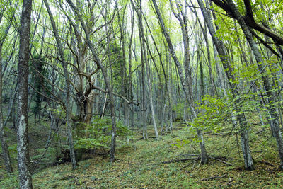 Trees in forest