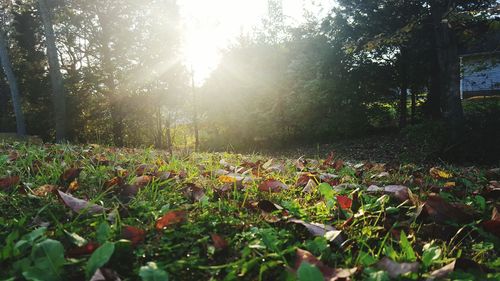 Sun shining through trees