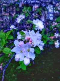 Close-up of flowers