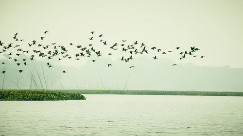 Flock of birds flying in the sky