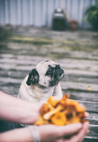 Close-up of hand holding small dog