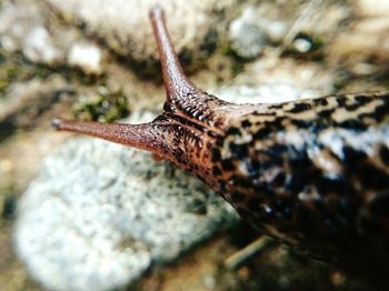 Close-up of snail