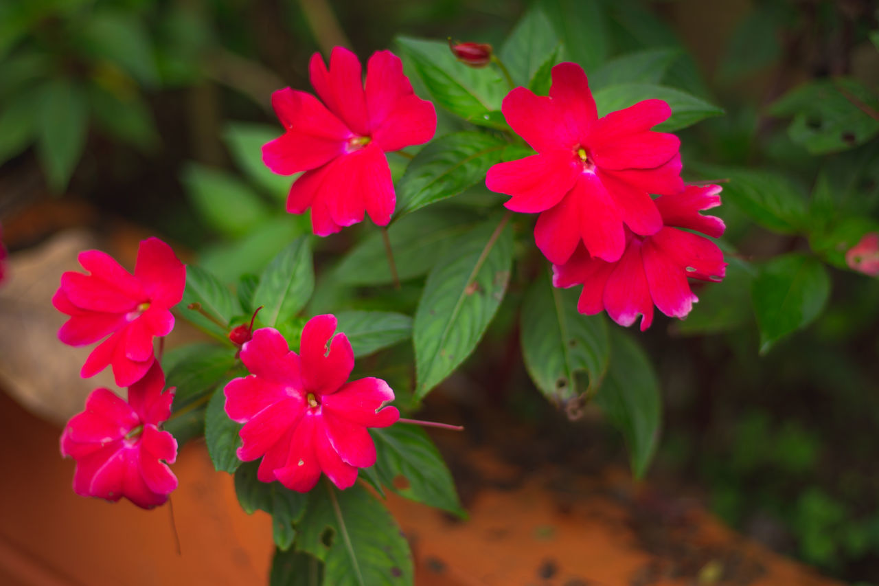 CLOSE-UP OF PINK ROSES