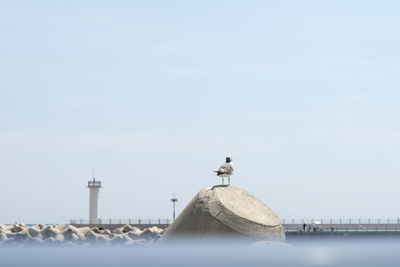 Seagull perching on tetrapod against sky