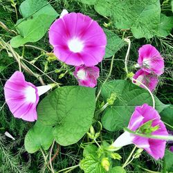 Close-up of pink flowering plant