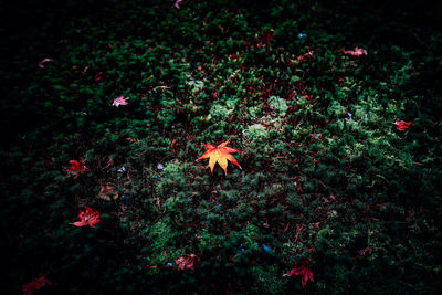 Close-up high angle view of flowers at night