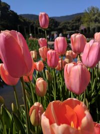 Close-up of pink tulips blooming on field against sky