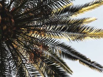 Low angle view of palm tree against sky