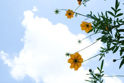 Low angle view of yellow flowering plant against sky