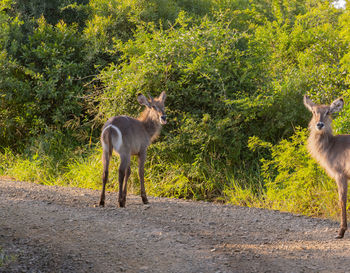 Female ellipse waterbuck in hluhluwe national park nature reserve south africa