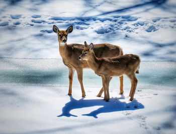 Portrait of horses standing on snow covered land