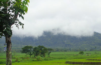 Trees on field against sky