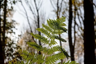 Close-up of pine tree leaves in forest