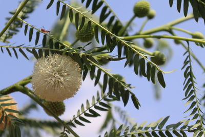 Low angle view of flowering plant