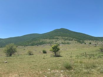 Scenic view of field against clear blue sky