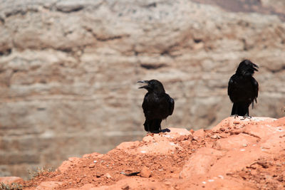 Birds perching on rock