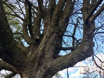 Low angle view of tree against sky