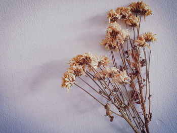 Close-up of wilted plant against wall