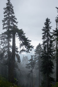 Trees in forest against sky