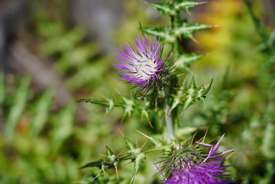 Close-up of purple thistle flower