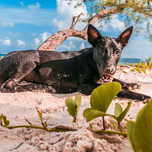 Portrait of dog on rock