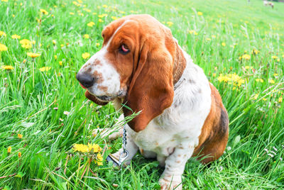 Dog looking away on field