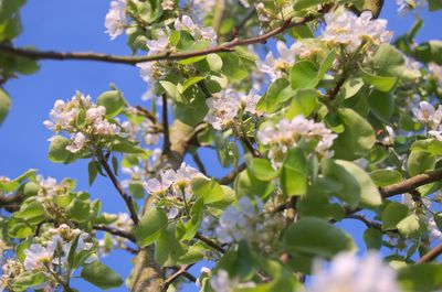 Low angle view of flowers on tree