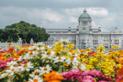 View of flowering plants in front of building