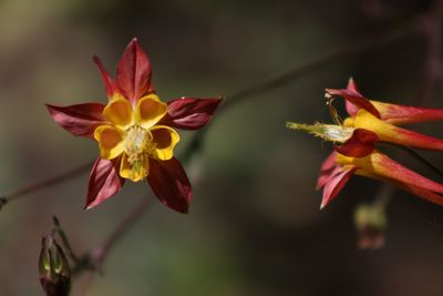 Close-up of yellow flowering plant