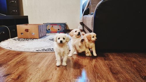 Portrait of a dog on hardwood floor