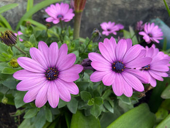 Close-up of pink flowers