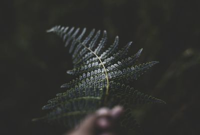 Close-up of a leaf