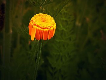 Close-up of yellow flower blooming outdoors