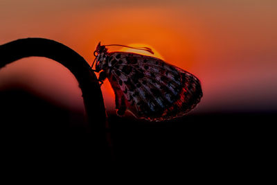 Close-up of silhouette insect