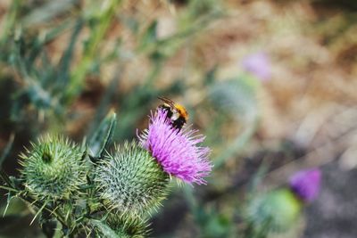 Close-up of bee pollinating on pink flower