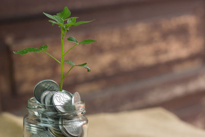Close-up of plant in jar