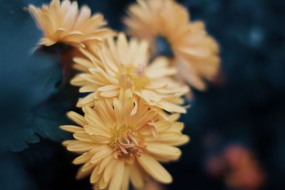 Close-up of yellow flowering plant