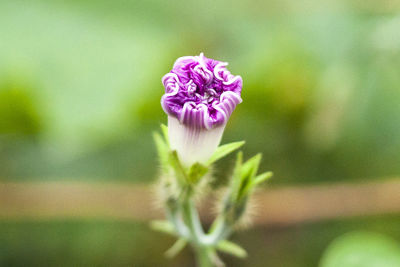 Close-up of pink flowering plant