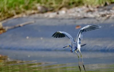 Bird flying over sea