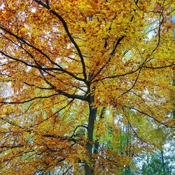 Low angle view of maple tree in forest during autumn
