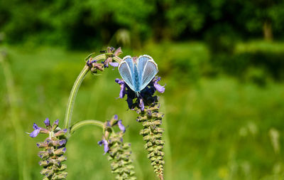 Close-up of butterfly pollinating on flower