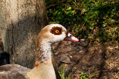 Close-up of bird on tree trunk