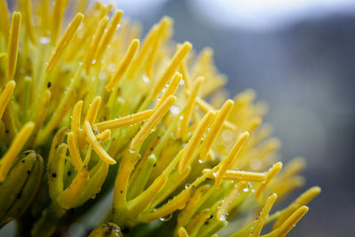 Close-up of wet yellow plants