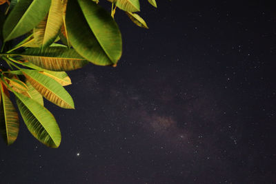 Low angle view of leaves against sky and milky way at night