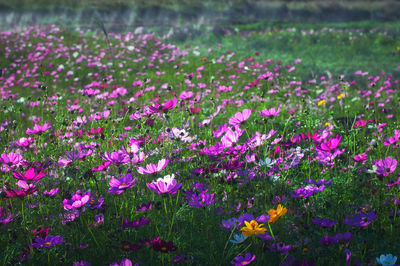 Close-up of pink crocus flowers on field