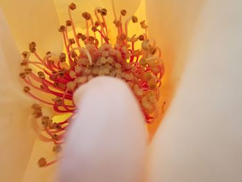 Close-up of rose flower on table