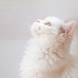 Close-up of a cat looking away